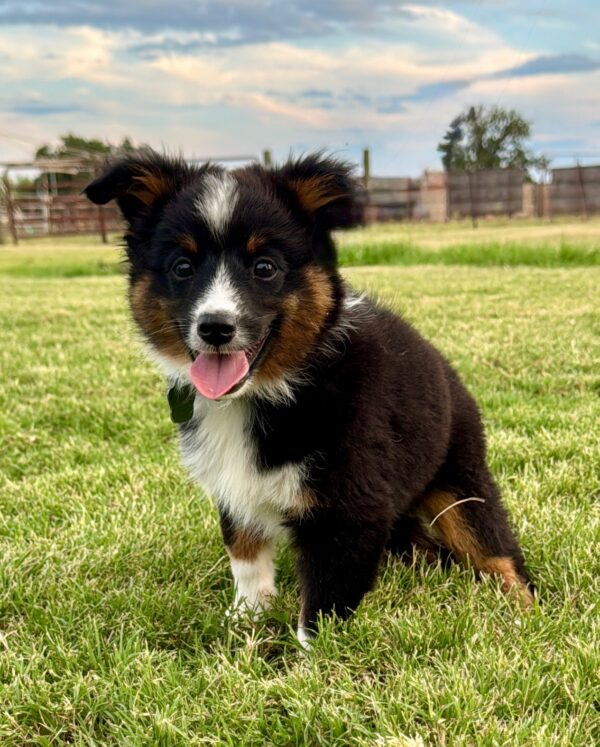 BLACK TRI - Mini Aussie - BILLY