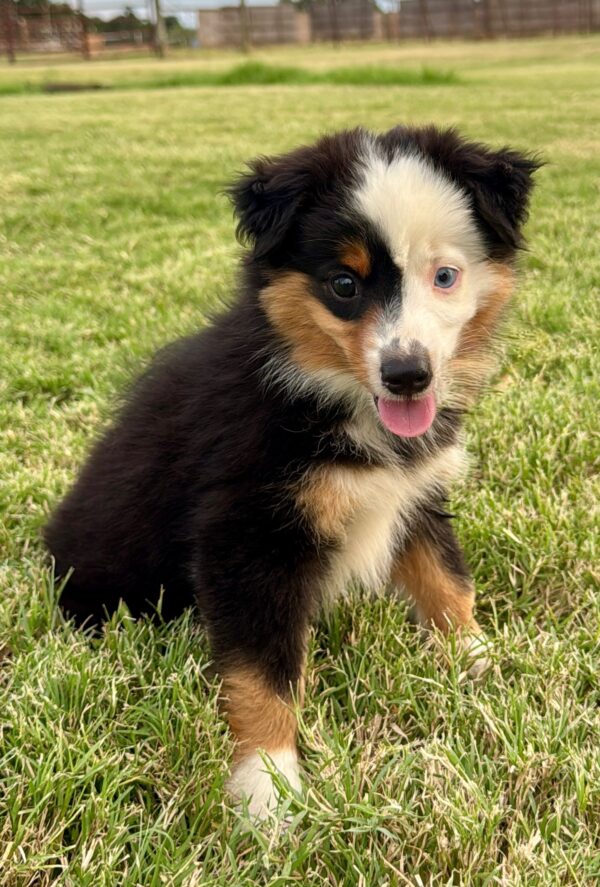 BLACK TRI - Mini Aussie - LUIS