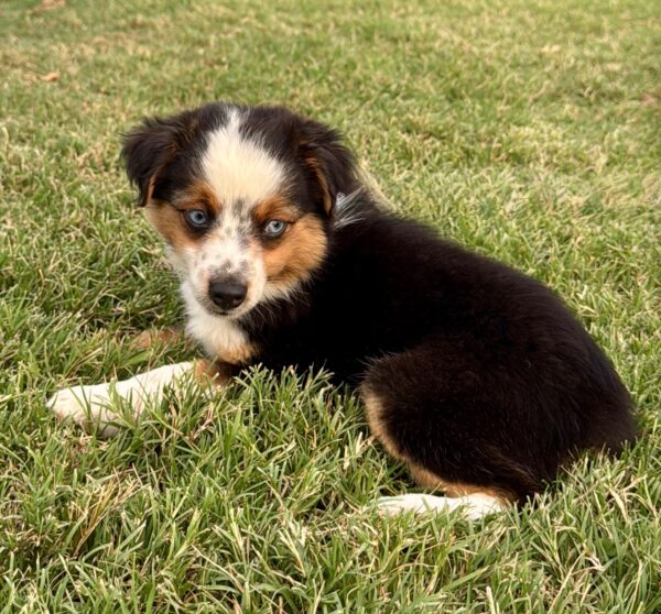 BLACK TRI - Mini Aussie - LEO