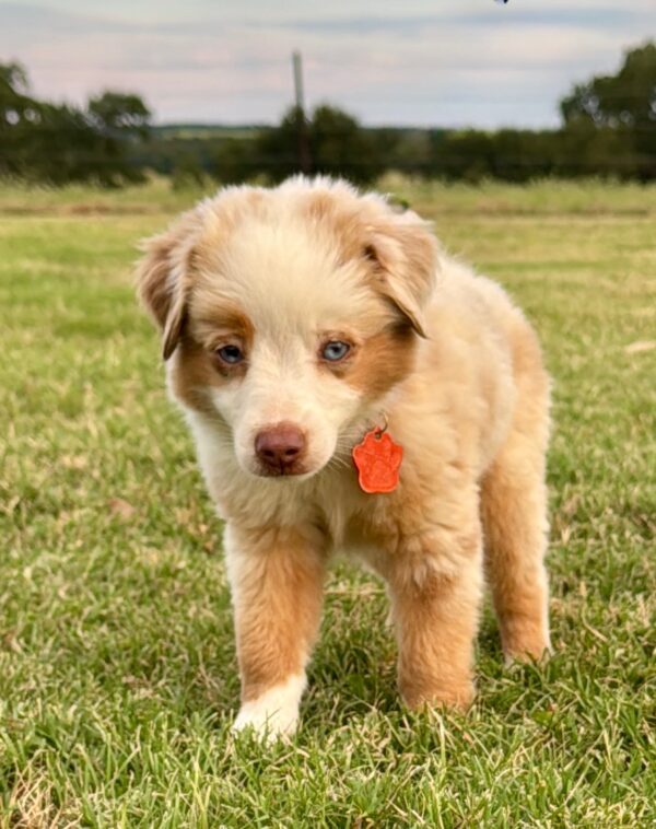 RED MERLE - Mini Aussie - LUKE