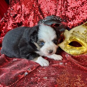 BLACK TRI FEMALE – TOY – GABRIELLE