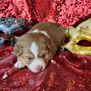 RED TRI FEMALE – TOY – ADELAIDE