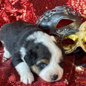 BLACK TRI MALE – TOY – BOUDREAUX